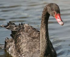 Schwarzer-Schwan-16.jpg